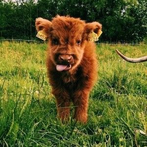 Meet your Posher, Wanda